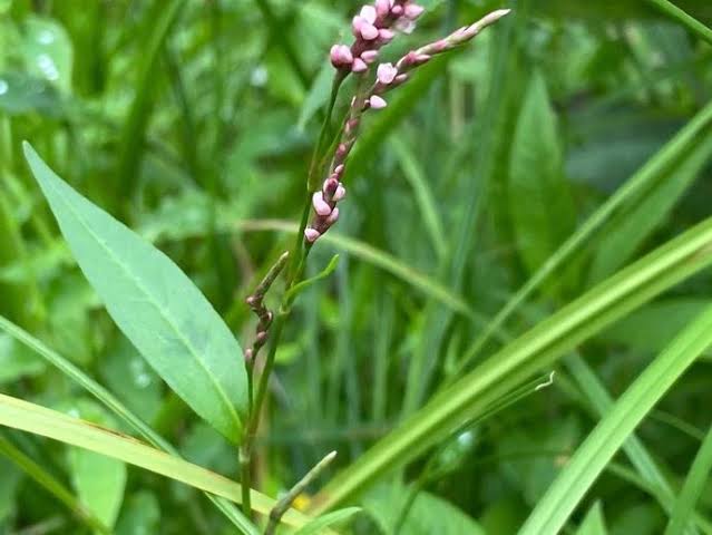 19 Medicinal Health Benefits Of Persicaria pensylvanica (Pennsylvania ...