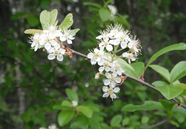 17 Medicinal Health Benefits Of Prunus emarginata (Bitter Cherry)