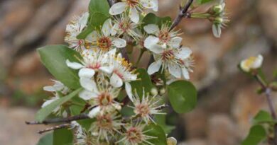 20 Medicinal Health Benefits Of Prunus fremontii (Desert Apricot)
