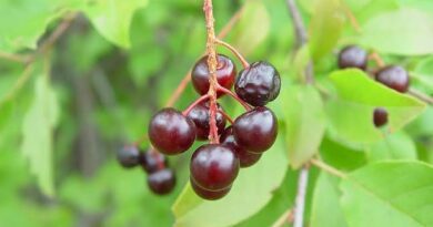 19 Medicinal Health Benefits of Prunus virginiana (Chokecherry)