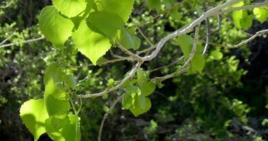 16 Medicinal Health Benefits Of Populus Fremontii (Fremont Cottonwood)