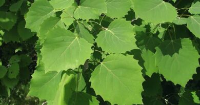 8 Medicinal Health Benefits of Populus Grandidentata (Bigtooth Aspen)