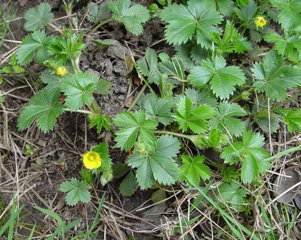 7 Medicinal Health Benefits Of Potentilla canadensis (Dwarf Cinquefoil)