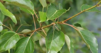 7 Medicinal Health Benefits Of Populus trichocarpa (Black Cottonwood)