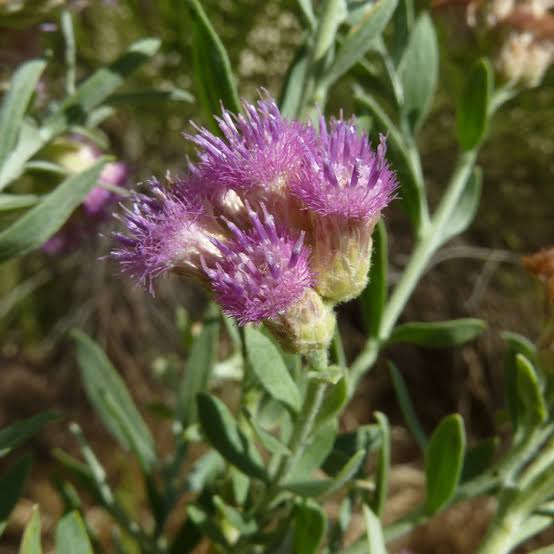 16 Medicinal Health Benefits Of Pluchea Sericea (Marsh Fleabane)