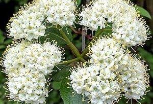 10 Medicinal Health Benefits Of Viburnum prunifolium (Black Haw)