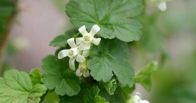 18 Medicinal Health Benefits Of Ribes oxyacanthoides (Wild Red Currant)
