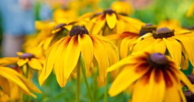 6 Medicinal Health Benefits of Rudbeckia hirta (Black-Eyed Susan)