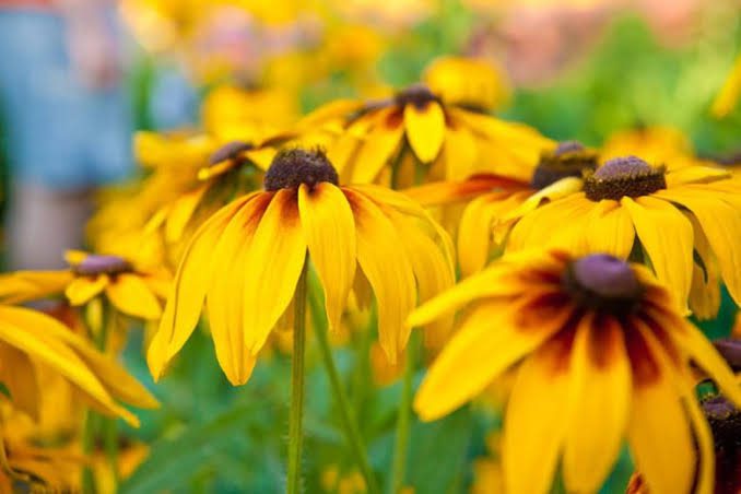 6 Medicinal Health Benefits of Rudbeckia hirta (Black-Eyed Susan)