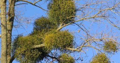 6 Medicinal Health Benefits Of Mistletoe (Viscum album)