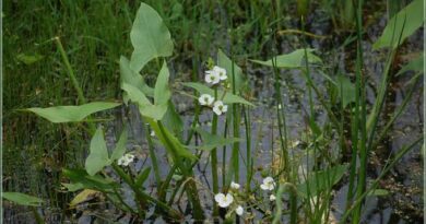 6 Medicinal Health Benefits Of Sagittaria cuneata (Arrowleaf Arrowhead)