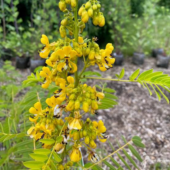 5 Medicinal Health Benefits Of Senna hebecarpa (Wild Senna)