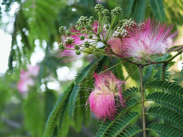 7 Medicinal Health Benefits Of Mimosa tenuiflora (Jurema)