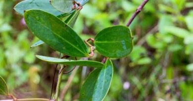 17 Medicinal Health Benefits Of Smilax laurifolia (Laurel Greenbrier)