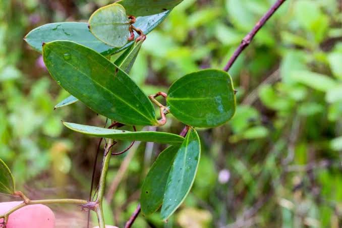 17 Medicinal Health Benefits Of Smilax laurifolia (Laurel Greenbrier)