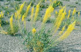 14 Medicinal Health Benefits Of Stanleya pinnata (Desert Princesplume)
