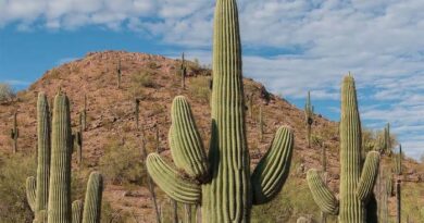 5 Medicinal Health Benefits Of Saguaro (Carnegiea gigantea)
