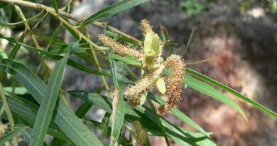 8 Medicinal Health Benefits Of Salix exigua (Narrow-Leaved Willow)
