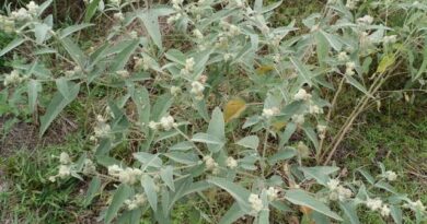26 Medicinal Health Benefits Of Croton texensis (Texas Croton)