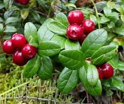 12 Medicinal Health Benefits Of Vaccinium vitis-idaea (Lingonberry)