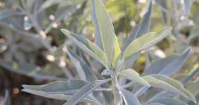 8 Medicinal Health Benefits of Salvia apiana (White Sage)
