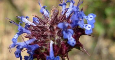 10 Medicinal Health Benefits Of Salvia columbariae (Chia Sage)