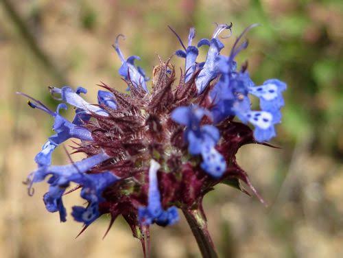 10 Medicinal Health Benefits Of Salvia columbariae (Chia Sage)