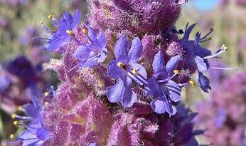 7 Medicinal Health Benefits Of Salvia dorrii (Purple Sage)