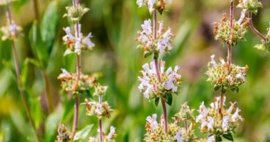 7 Medicinal Health Benefits Of Salvia mellifera (Black Sage)