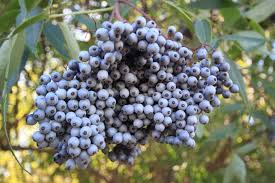 9 Medicinal Health Benefits Of Sambucus Cerulea (Blue Elderberry)