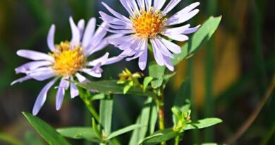 18 Medicinal Health Benefits Of Symphyotrichum Foliaceum (Leafy Aster)