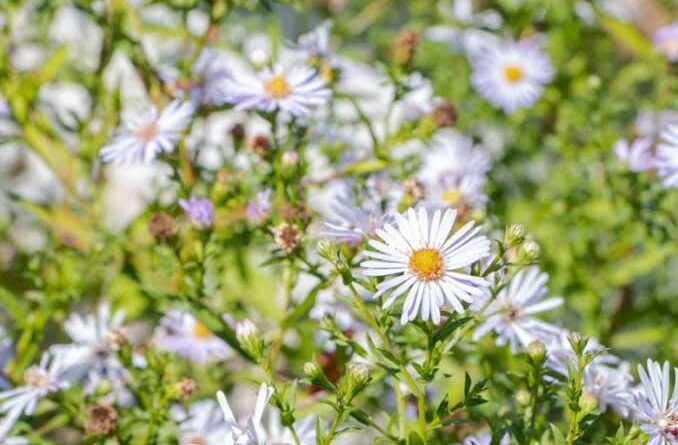 6 Medicinal Health Benefits of Symphyotrichum Lanceolatum (Lanceleaf Aster)