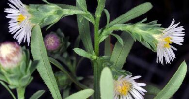 5 Medicinal Health Benefits of Symphyotrichum Frondosum (Piedmont Aster)