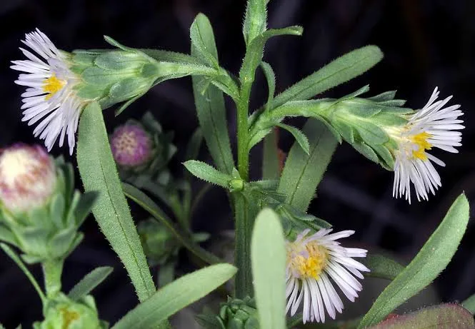 5 Medicinal Health Benefits of Symphyotrichum Frondosum (Piedmont Aster)