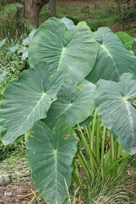 Cocoyam stems: Economic Importance, Uses, and By-Products Cocoyam stems
