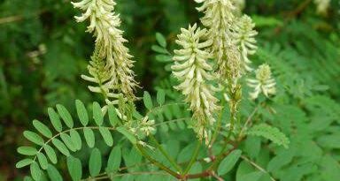 23 Medicinal Health Benefits Of Astragalus canadensis (Canadian Wild Licorice)