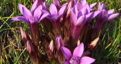 24 Medicinal Health Benefits Of Hercampuri (Gentianella alborosea)