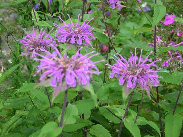 22 Medicinal Health Benefits Of Monarda Fistulosa (Wild Bergamot ...