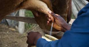 Innovative Methods of Milking Animals