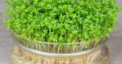 12 Medicinal Health Benefits Of Garden Cress (Lepidium sativum)