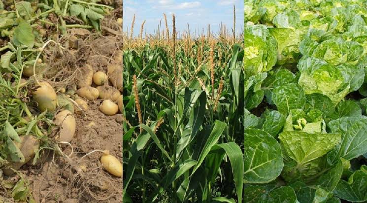 Cropping Systems in Organic Crop Production