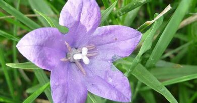 5 Medicinal Health Benefits Of Campanula parryi (Parry's Bellflower)