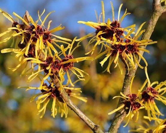 20 Medicinal Health Benefits Of Hamamelis virginiana (American Witch Hazel)