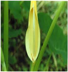 Cocoyam Flowers