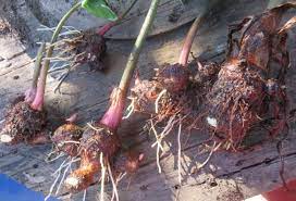 Cocoyam Tuberous Roots