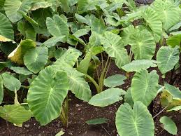 Cocoyam Stolon Buds: Economic Importance, Uses, and By-Products Cocoyam Stolon Buds