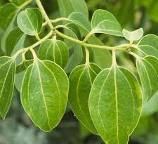 Cinnamon Leaf veins