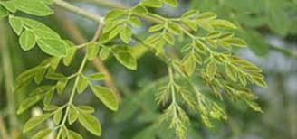 Moringa Leaf stalk