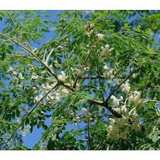 Moringa Stamens