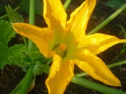Squash Male flowers: Economic Importance, Uses, and By-Products Squash male flowers